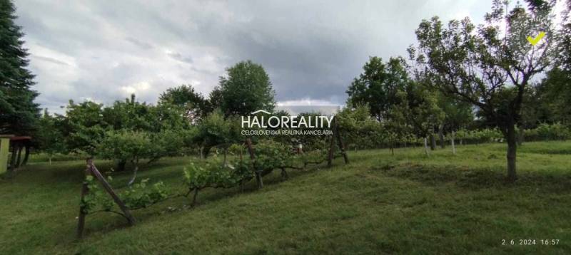 Zeleň s ovocnými stromy a vinicí vhodná na pozemky - bydlení v Krupině.