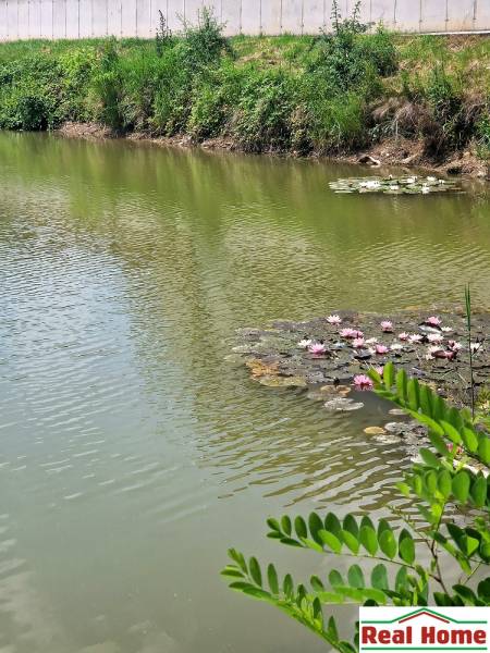Jezero s lekníny u domu na Ptačí ulici v Senci, klidná atmosféra.