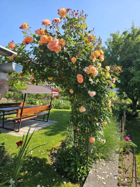 Rozkvetlá růžová pergola s posezením v zahradě rodinného domu na Sluneční ulici v Pezinku.