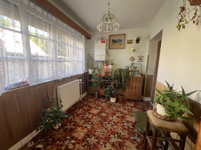 Pokoj v rodinném domě s množstvím rostlin, koberec a velké okno s krajkovou záclonou.