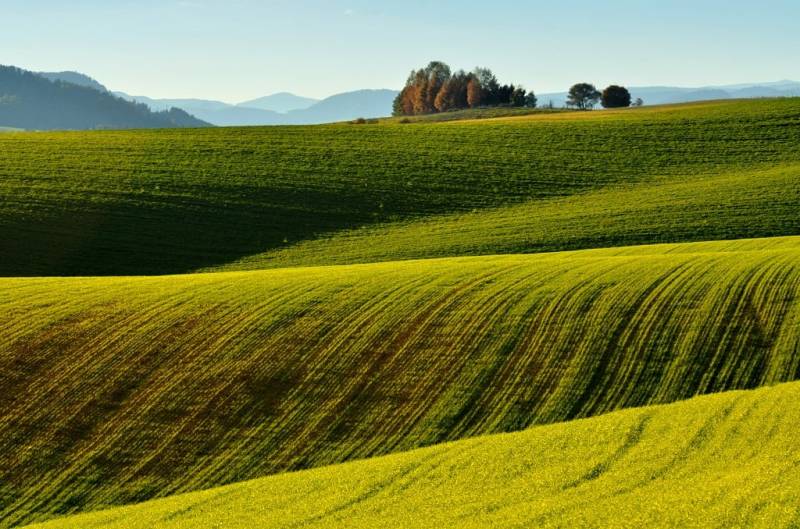 Kopcovité zemědělské a lesní pozemky v Ladomirové s rozmanitou zelení a stromy na horizontu.