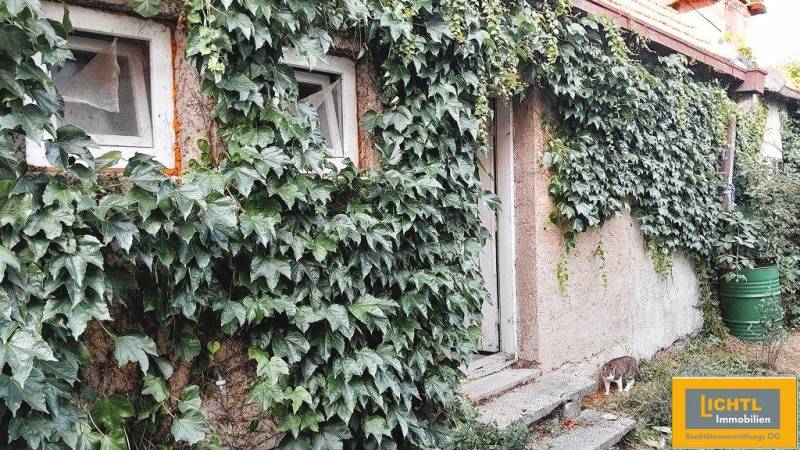 Rodinný dům v Kittsee s popínavými rostlinami na fasádě a kočkou u dveří.