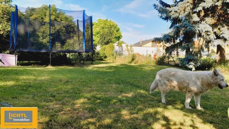 Rodinný dům v Kittsee s trampolínou a psem na zelené zahradě.