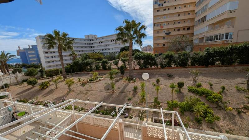 Výhled z garsonky na ulici cl. Aquiles v Torrevieje s palmami a budovami.