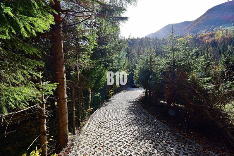 Lesní cesta obklopená stromy v Terchové, vede k chatě v horském prostředí.