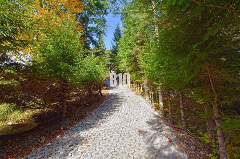 Lesní cesta vedoucí k chatě v Terchové, lemovaná hustými jehličnatými stromy.