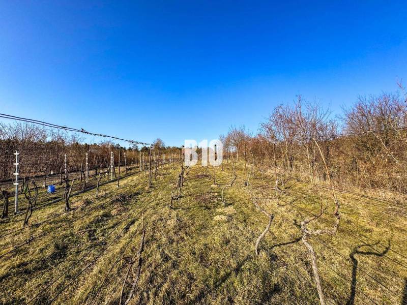 Vinice v Zahradách v Nitře s jasnou modrou oblohou, řadami vinné révy.