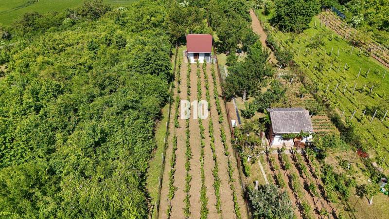 Vinice v Nitře se dvěma domky obklopené bohatou zelení a pravidelnými řadami vinic.