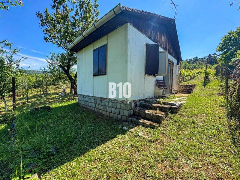 Dřevěná chatka uprostřed vinic v Nitře, obklopená zelení a stromy.