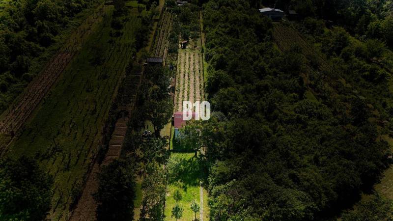 Vinice u Nitry obklopené zelení s malou budovou na pozemku.