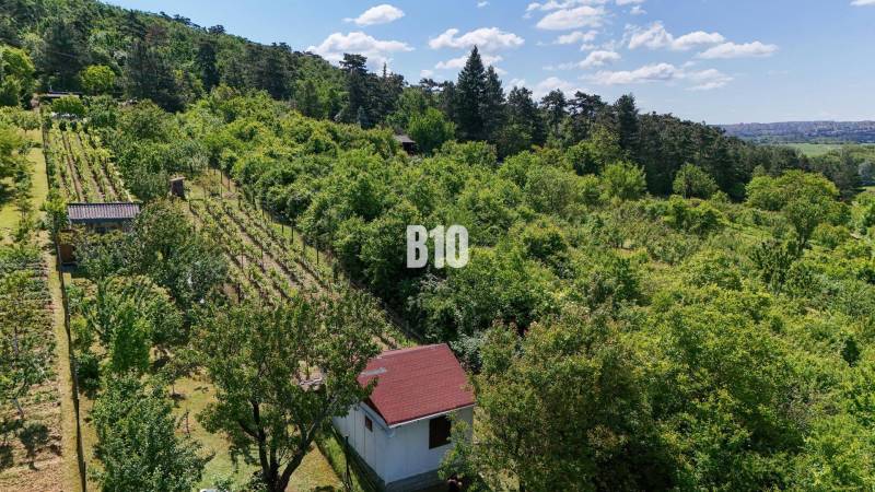 Vinice v okolí Nitry obklopené zelenými lesy a malou zahradní chatkou.