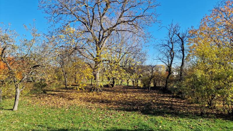 Stromy a listí na zahradě rodinného domu na Okružní ulici v Zemplínské Teplici.