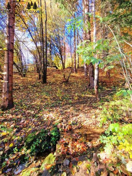Podzimní lesní pohled v okolí Chaty v Bystrej na Táľoch.