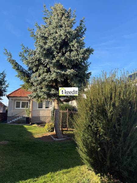 Rodinný dům v Machulincích se zahradou a košatým jehličnatým stromem před domem.