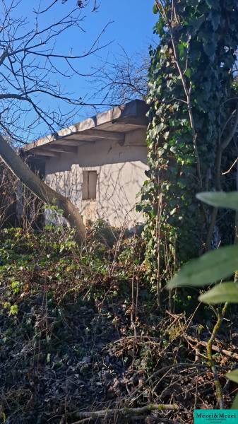 Zarostlá zahrada kolem chaty v Suché nad Parnou s hustým porostem a stromy.