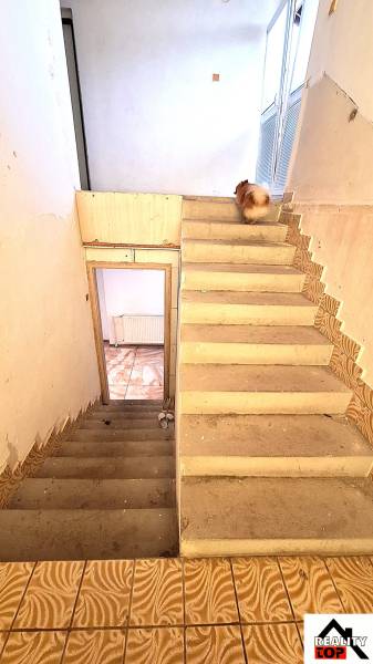 Schodiště v rodinném domě se psem nahoře na schodech. Stylová dlažba doplňuje stěny.