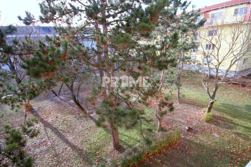 Zahrada za budovou s jehličnatými stromy v Bratislavě - Rači na Kadnárově ulici.