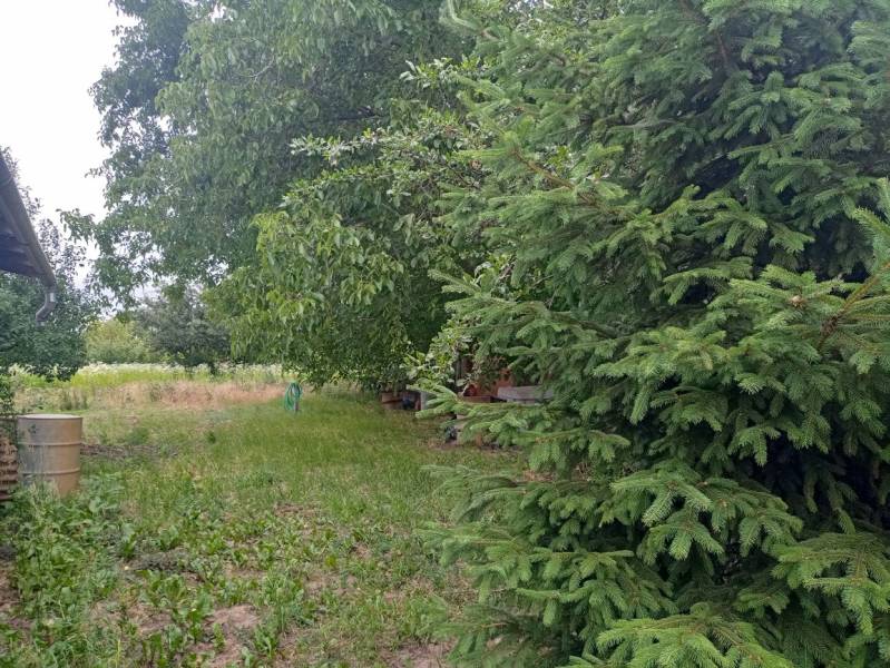 Zahrada u rodinného domu ve Strekově, plná zeleně, s jehličnatým stromem a sudy.