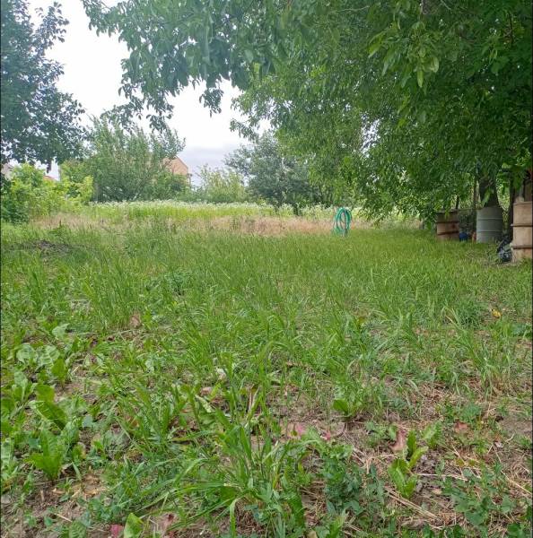 Zahrada rodinného domu ve Strekově s trávou a stromy, ideální k odpočinku v přírodě.