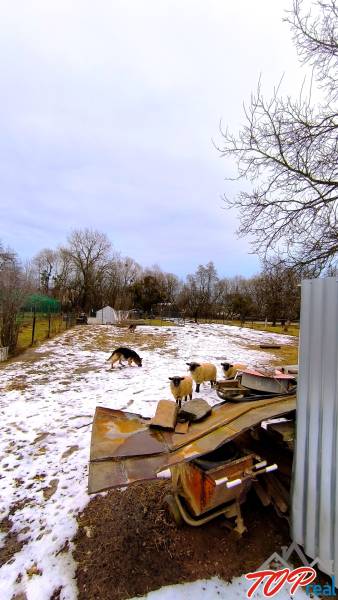 Ovce a pes na zasněžených pozemcích na Mírové ulici v Krásnohorské Podhradí.