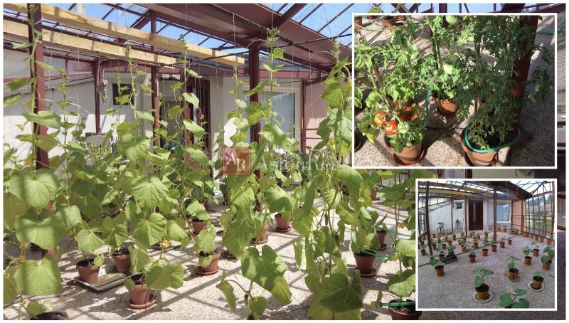 Skleník plný pěstovaných rostlin a rajčat v rodinném domě.