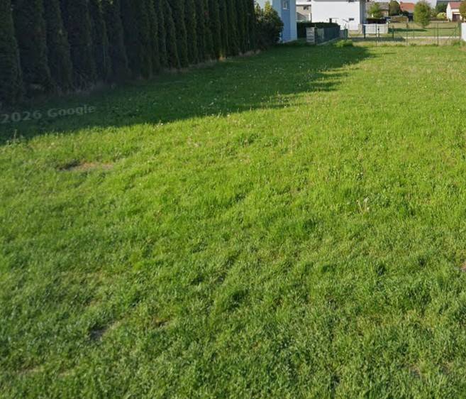 Travnatý pozemek k bydlení v Kittsee s jehličnatými stromy na okraji.