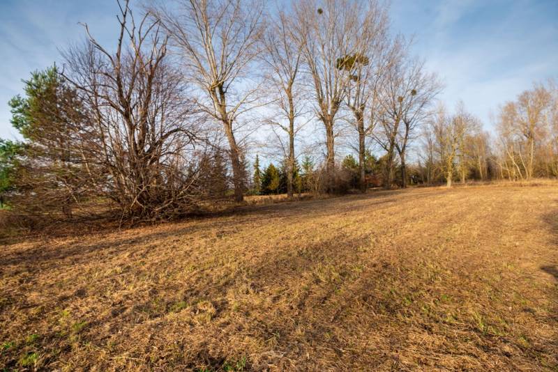 Zimní krajina ve Stupavě na ulici Stupava se stromy na komerčních pozemcích.