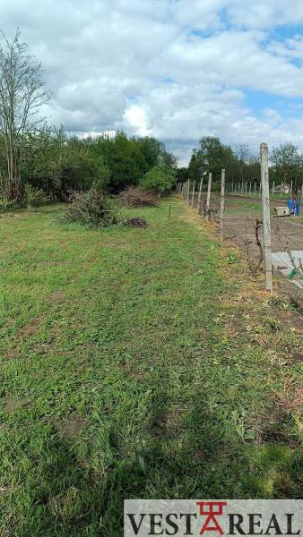 Zahrada s vinicí a travnatou plochou u rodinného domu v obci Horné Saliby.