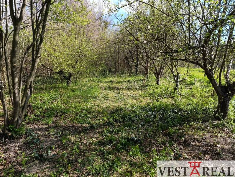 Zahrada s trávou a stromy v blízkosti rodinných domů v Horních Salibách.