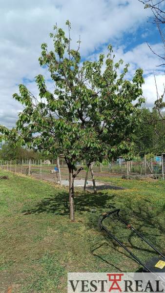 Strom v zahradě rodinného domu v Horních Salibách s sekačkou na trávníku.