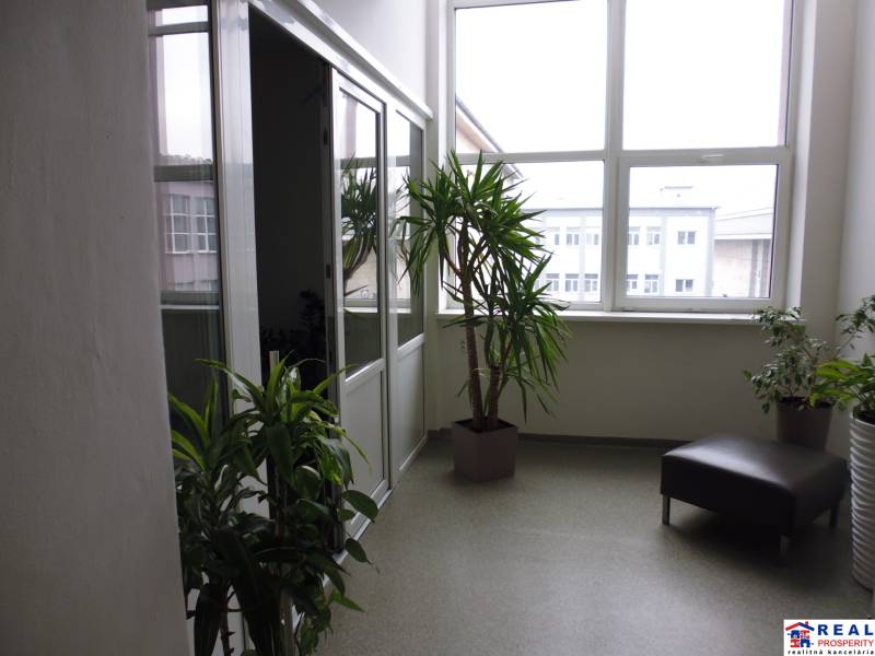 Kancelář s rostlinami a křeslem; velké okno umožňuje přirozené osvětlení.