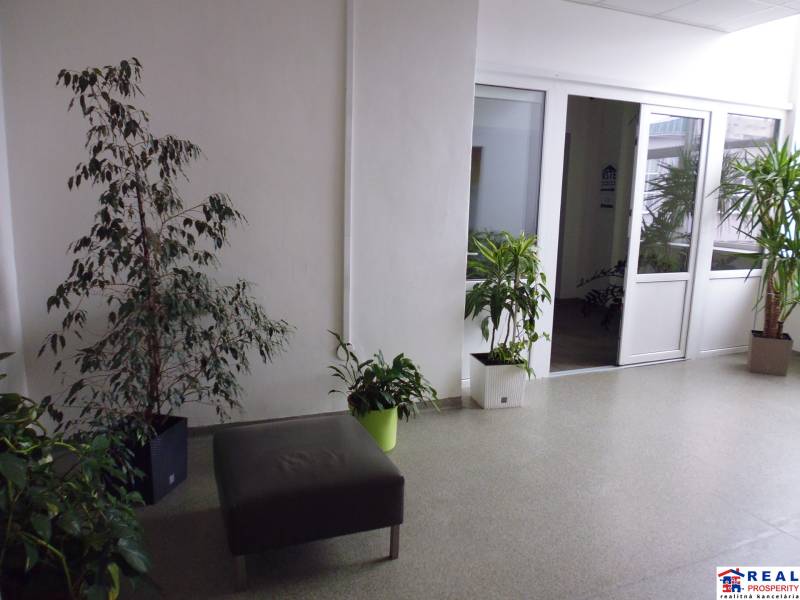 Kanceláře s rostlinami, světlými stěnami a bílými dveřmi.