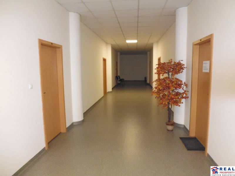 Chodba s umělým stromečkem a dřevěnými dveřmi v kancelářích.