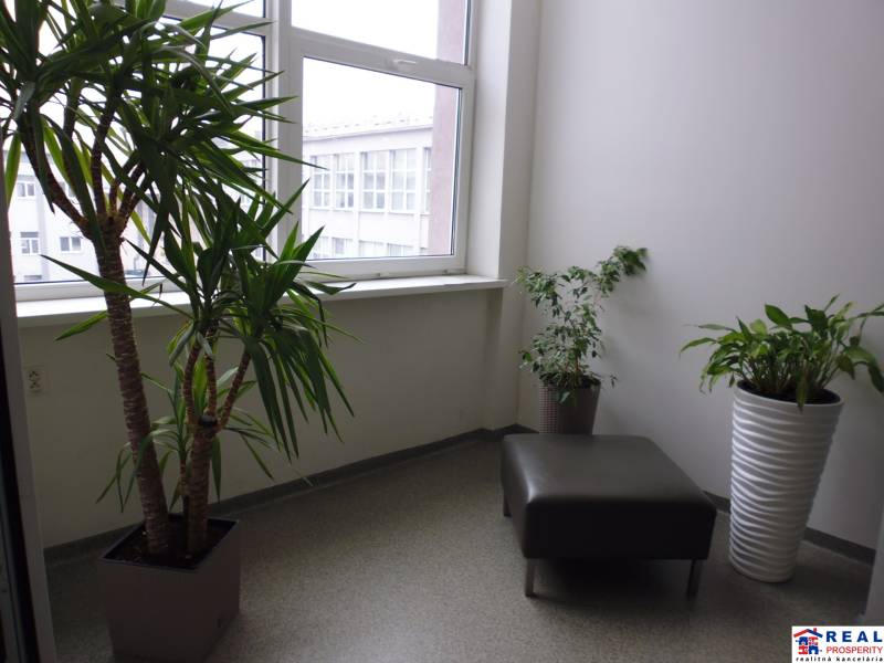 Kanceláře s rostlinami, křeslem a velkým oknem, podlaha s dekorem.