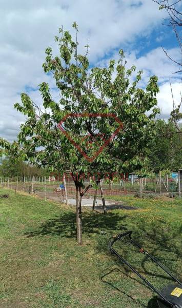 Ovocný strom v zahradě u rodinného domu na ulici Salibská v Horních Salibách.