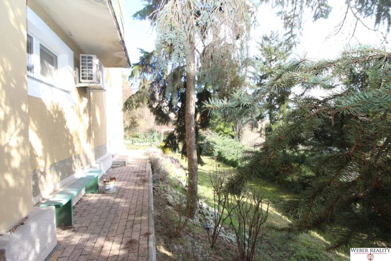 Zahrada u domu v Bratislavě - Starém Městě na Lichardově ulici s jehličnatými stromy.