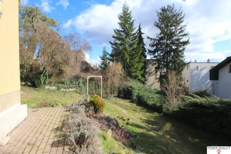 Zahrada u domu s jehličnany na ulici Lichardova v Bratislavě - Starém Městě.