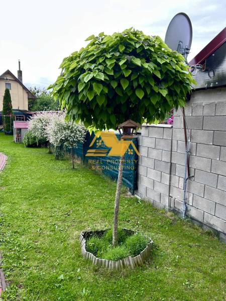 Na zahradě chaty v Nových Zámcích je okrasný strom s hustou korunou.