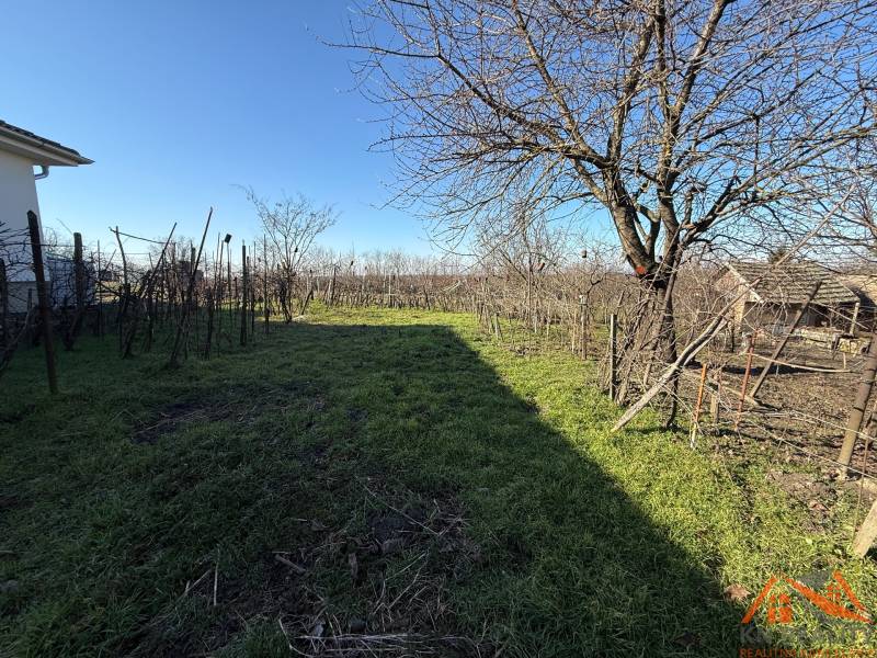 Pozemek na Cintorínské ulici ve Svätém Petru s vinicí a stromy.