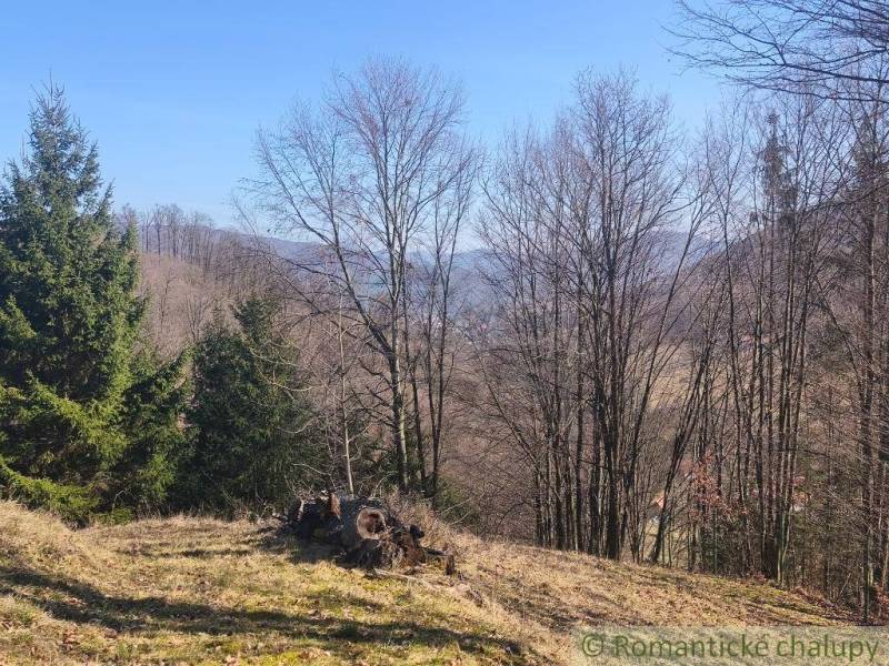 Podzimní příroda v Zahradách Nové Baně s viditelnými jehličnany a travnatým porostem.