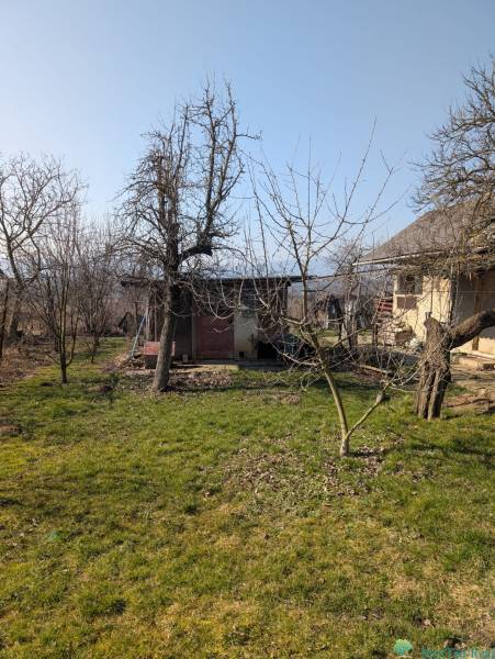 Zahrada u rodinného domu na Nové ulici v Lastovcích s trávníkem a stromy.