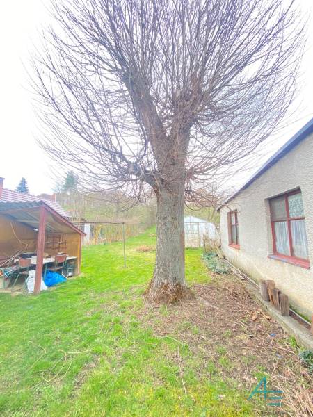 Zahrada u rodinného domu na ulici Turá lúka v Myjavě s velkým stromem.