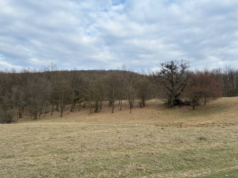 Zemědělské a lesní pozemky v Príbelciach s listnatými stromy a zamračenou oblohou.