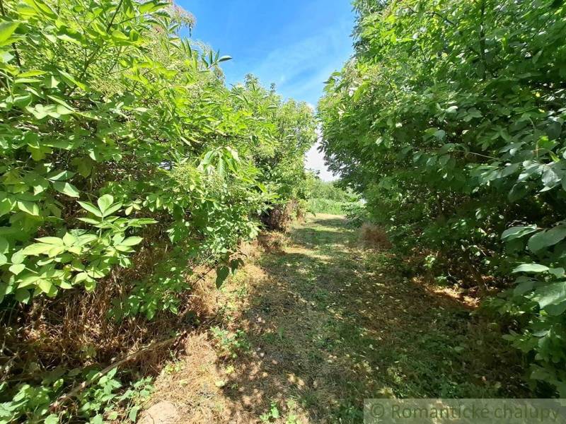 Přírodní cesta lemovaná hustou zelenou vegetací v Zahradách v Kamenném Mostě.