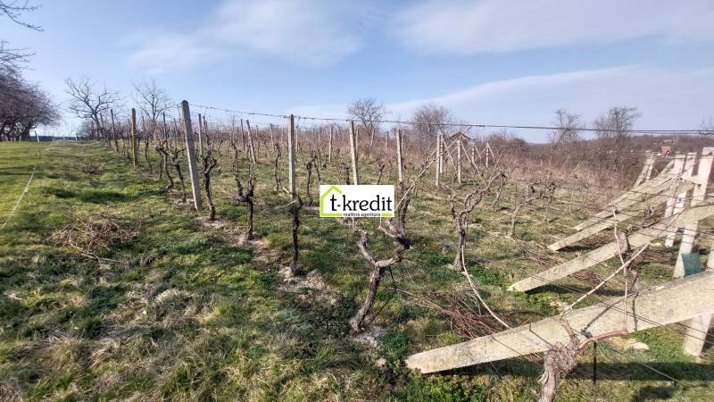 Vinice ve Zlatých Moravcích s vinnou révou pod modrou oblohou a stromy v pozadí.