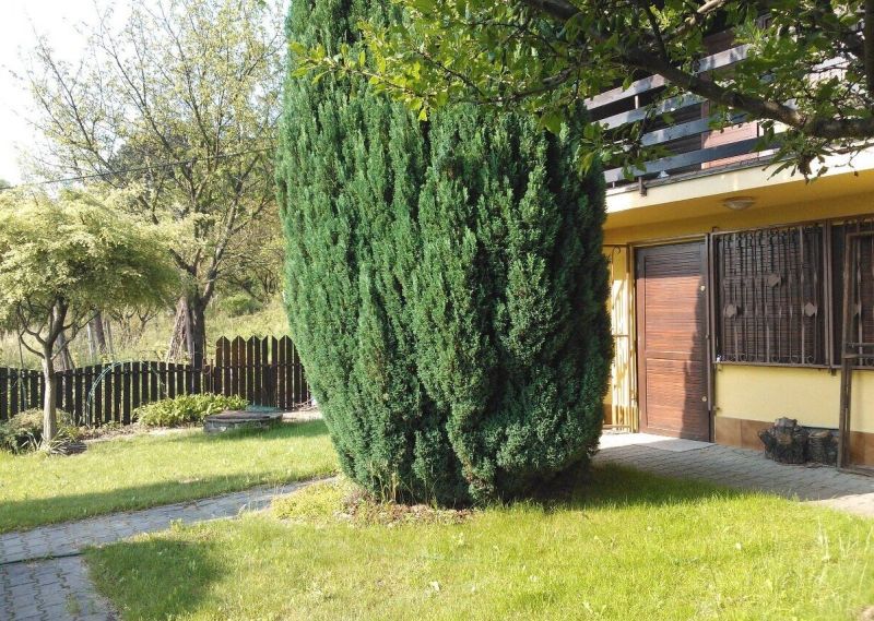 Před chatou v Bratislavě - Karlově Vsi je upravená zahrada s vysokým keřem.