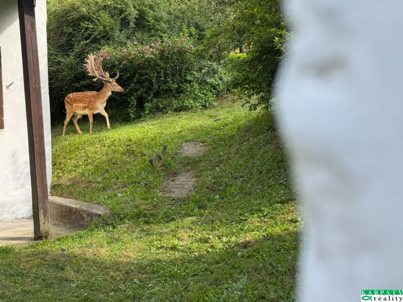 Rodinný dům v Bukovci s výhledem na srnce v zahradě.
