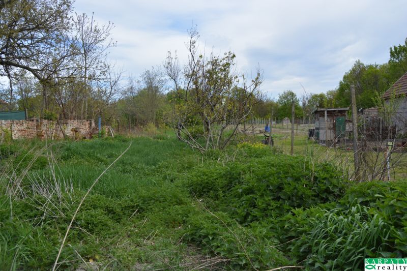 Zahrada v rodinném domě v Horních Salibách s bujnou vegetací a stromy.