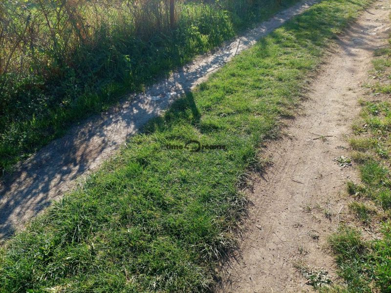 Travnatý chodník v Budiné s rostoucími keři podél cesty u rodinného domu.