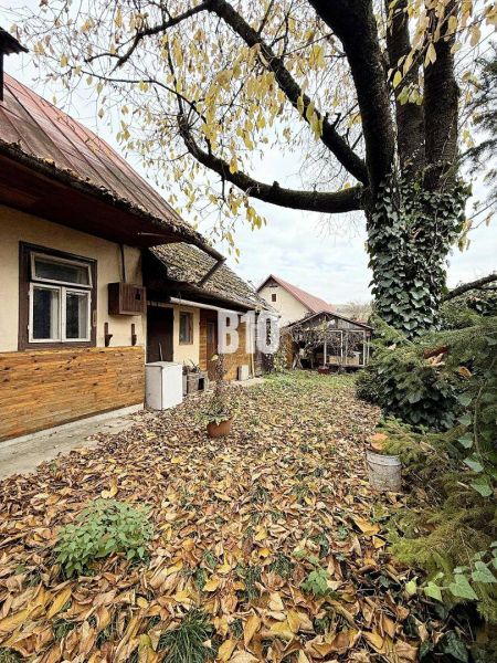 Dvůr rodinného domu v Kotešové pokrytý podzimními listy, s velkým stromem.